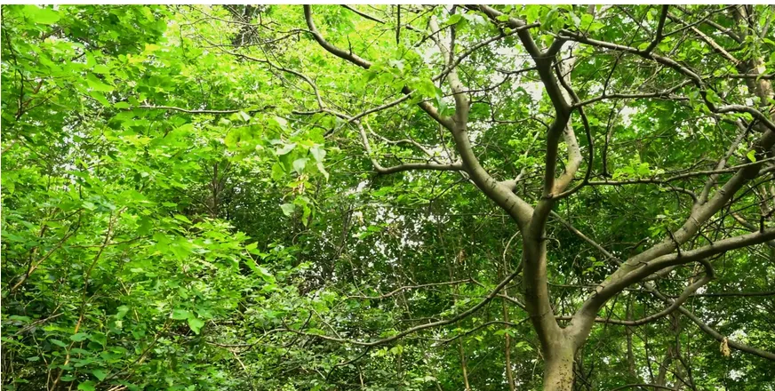 Bright green tree canopy