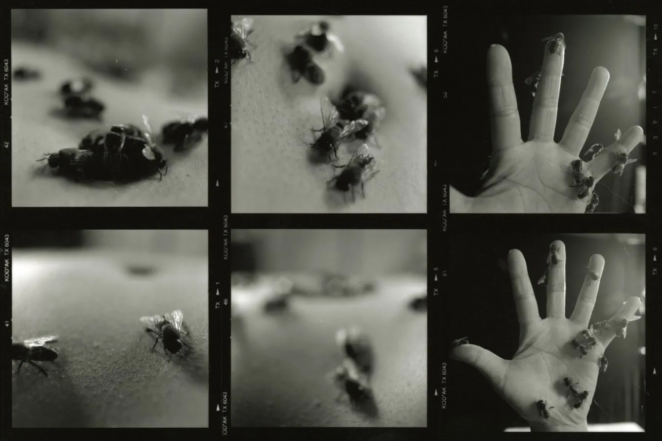 Video still of Miya Masaoka. Adventures of the Solitary Bee, video work, 2000